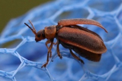 Galerucella calmariensis