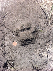Puma concolor couguar
