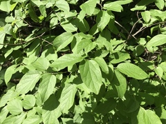 Celtis smallii
