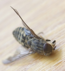 Tabanus bromius