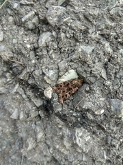 Sideridis reticulata