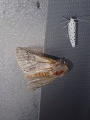 Thaumetopoea pityocampa