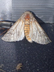 Thaumetopoea pityocampa