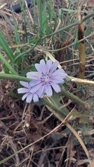 Cichorium endivia