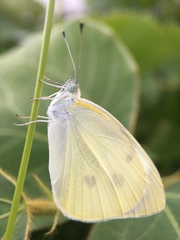 Pieris rapae