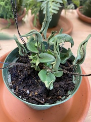 Mickelopteris cordata