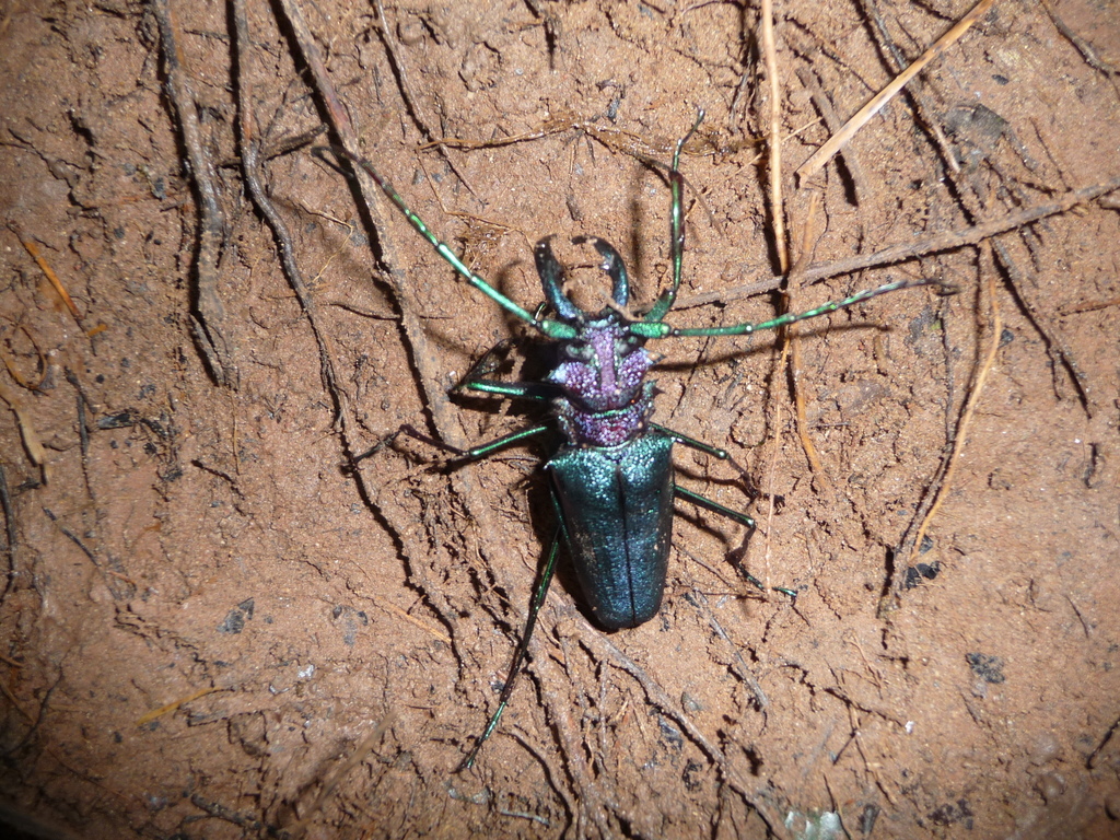 Pasalidognathus modestus　69mm 62mm Genus Psalidognathus · iNaturalist