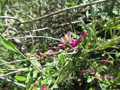 Rhinotropis cornuta fishiae
