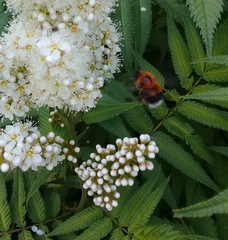 Bombus hypnorum