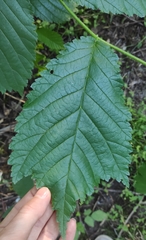 Ulmus glabra