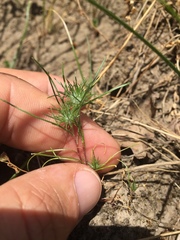 Navarretia intertexta