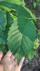 Ulmus glabra
