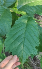 Ulmus glabra