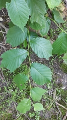Ulmus glabra