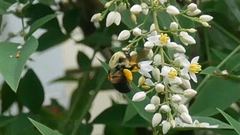 Bombus griseocollis