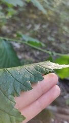 Ulmus glabra