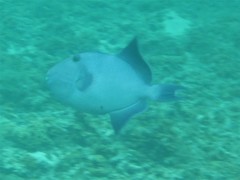 Pseudobalistes fuscus