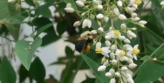 Bombus griseocollis