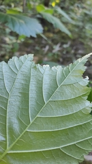 Ulmus glabra