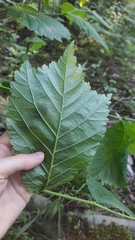 Ulmus glabra