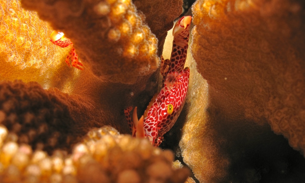 Rust-spotted Guard Crab