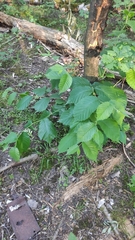 Ulmus glabra