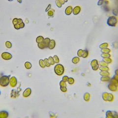 Scenedesmus
