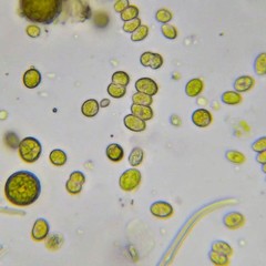 Scenedesmus