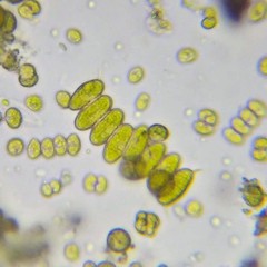 Scenedesmus