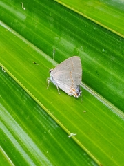 Calycopis origo