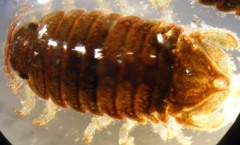 Dynamenella