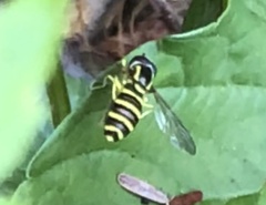 Xanthogramma flavipes