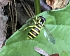 Xanthogramma flavipes