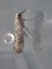 Yponomeuta irrorellus