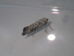 Yponomeuta irrorellus