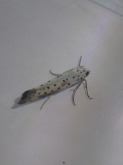 Yponomeuta irrorellus