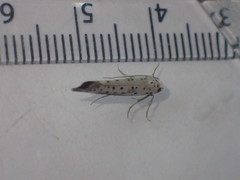 Yponomeuta irrorellus