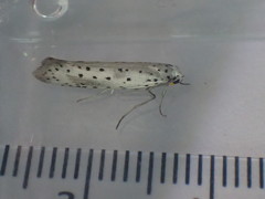 Yponomeuta irrorellus