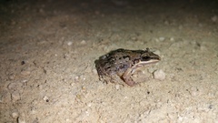 Leptodactylus fragilis