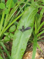 Poliopastea plumbea