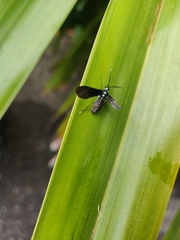Poliopastea plumbea