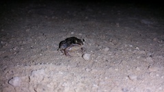 Leptodactylus fragilis