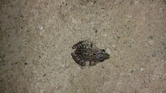 Leptodactylus fragilis