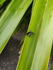 Poliopastea plumbea