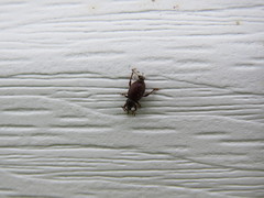 Otiorhynchus ligneus