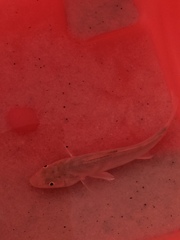 Menticirrhus