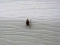 Otiorhynchus ligneus