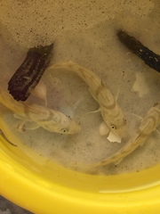 Menticirrhus saxatilis