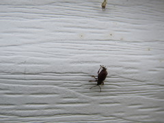 Otiorhynchus ligneus