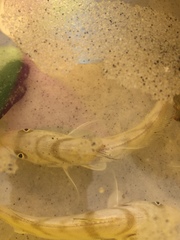 Menticirrhus saxatilis